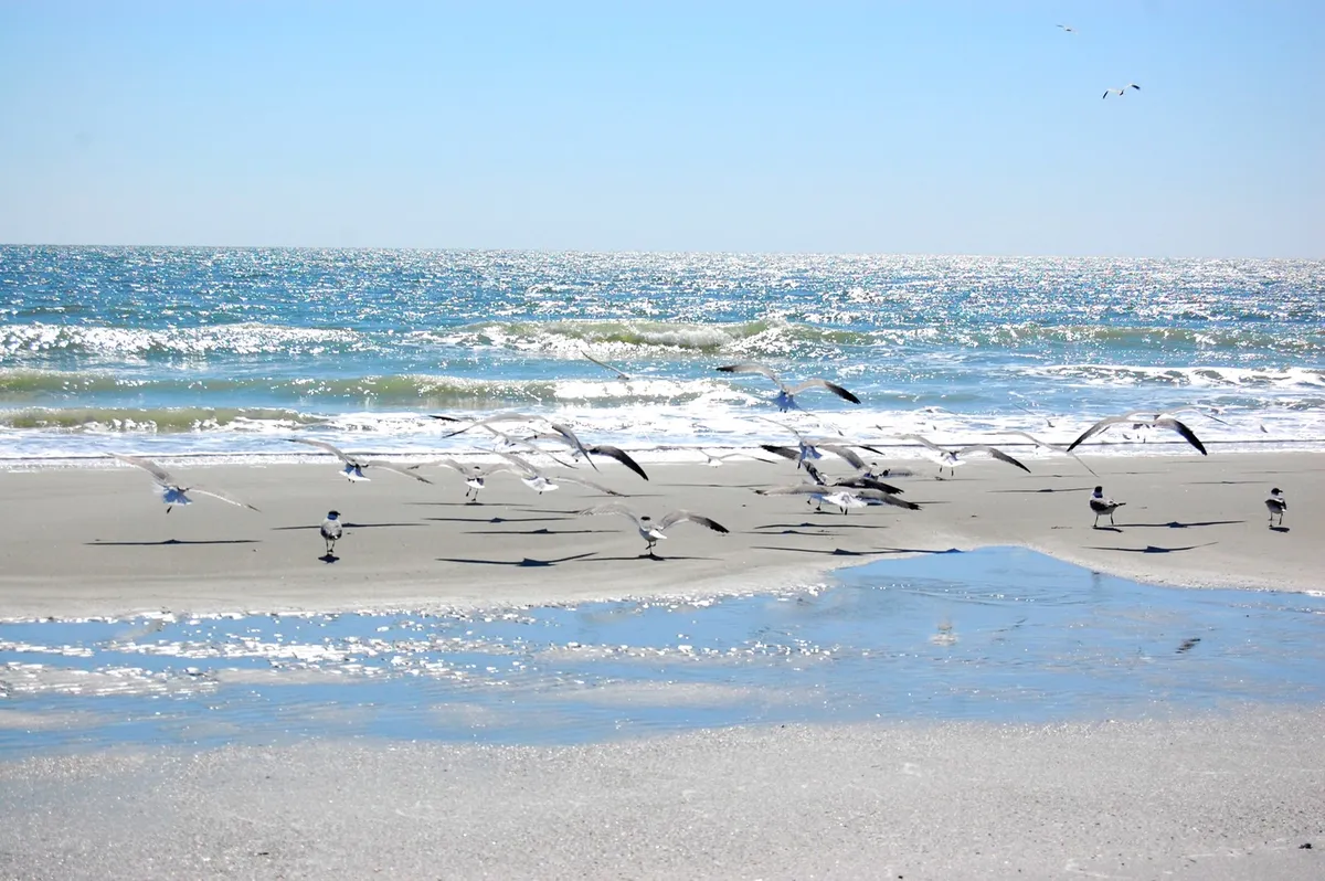 A serene beach scene with seagulls in flight above gentle waves, glimmering water, and a tranquil shoreline. The image captures the essence of a peaceful morning or evening stroll along the coast, with soft golden light typical of Myrtle Beach.